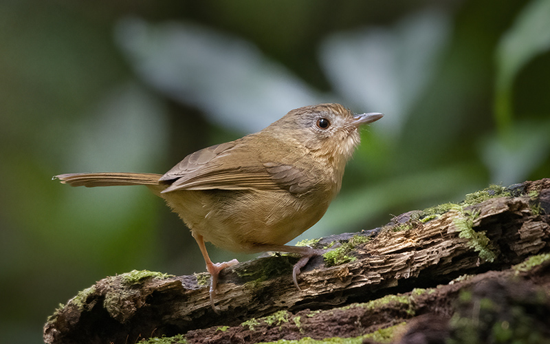Buff-breasted Babbler (Pellorneum tickelli) at Cat Tien Bird Hides - Southern Vietnam. Photo by: Phuc Le - Vietnam Bird Photography Tours - Vietbirdphototours.com